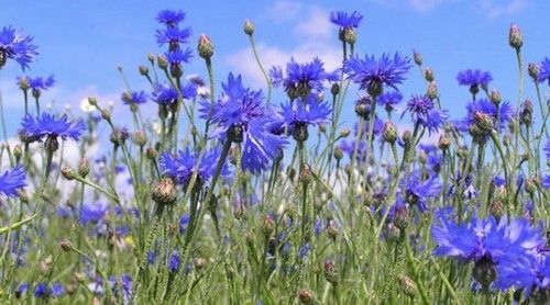 Cornflower blue: propriedades medicinais e aplicação em medicina popular