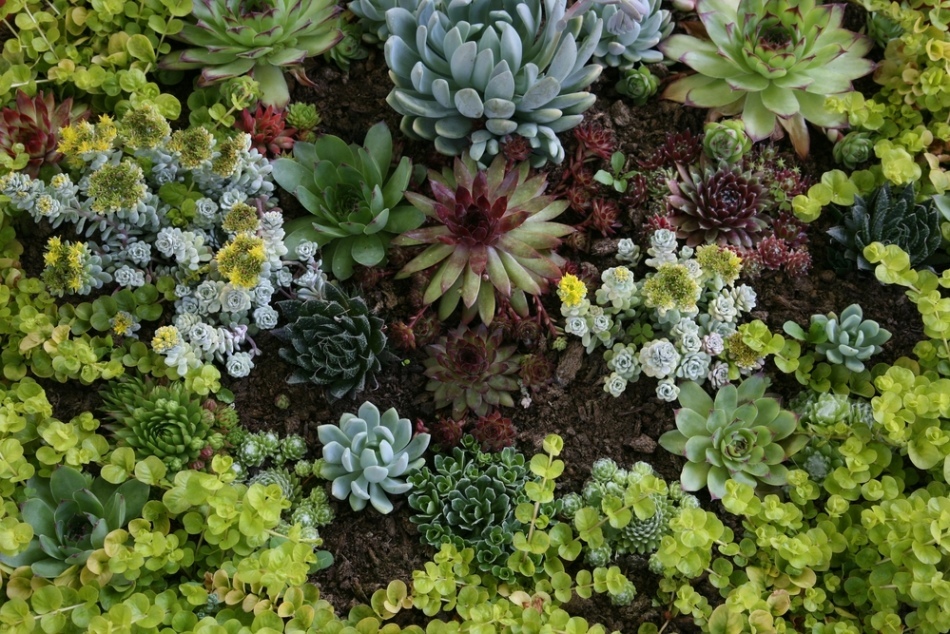 Molodilo - planten en verzorgen in de volle grond en thuis. Molodilo - een stenen roos: tekenen en bijgeloof, magische eigenschappen