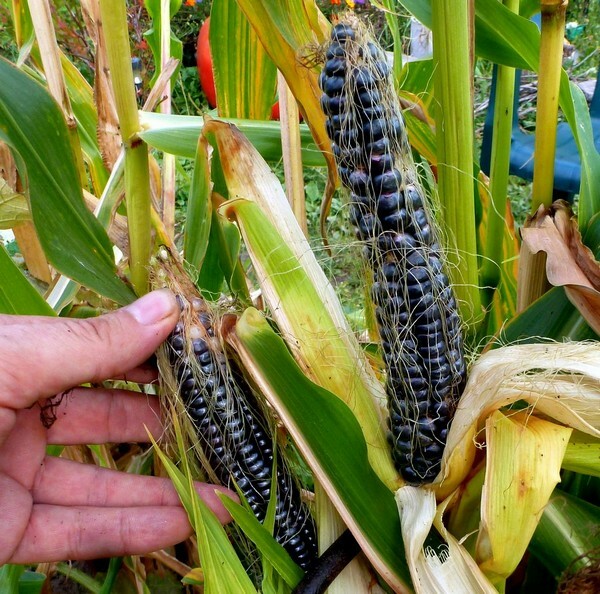 Jagung Hitam: Manfaat dan Kegunaan