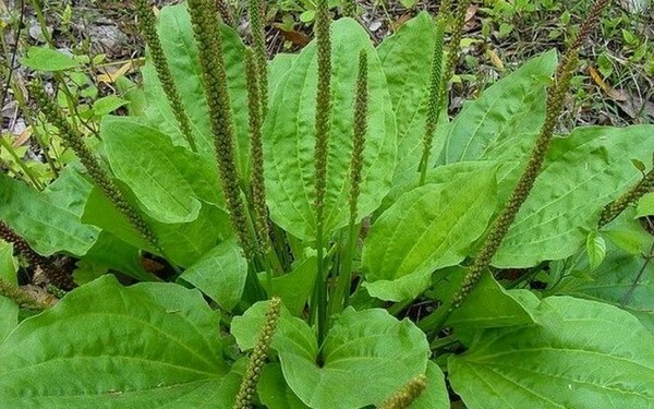 Sifat terapeutik dan kontraindikasi daun pisang raja besar