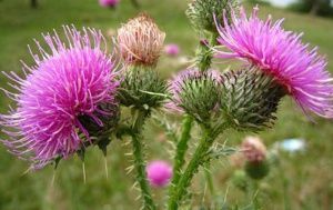 Pada minyak milk thistle sangat berguna! Ini menyembuhkan jantung dengan zat besi!