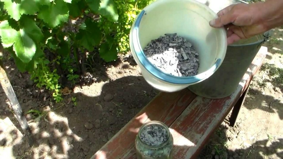 Zaailingen van tomaten in huis planten en kweken: manieren. Top dressing van tomaten zaailingen met meststoffen, gist, jodium, as, bananenschillen, folk remedies