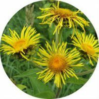 Therapeutische eigenschappen van kruiden elecampane