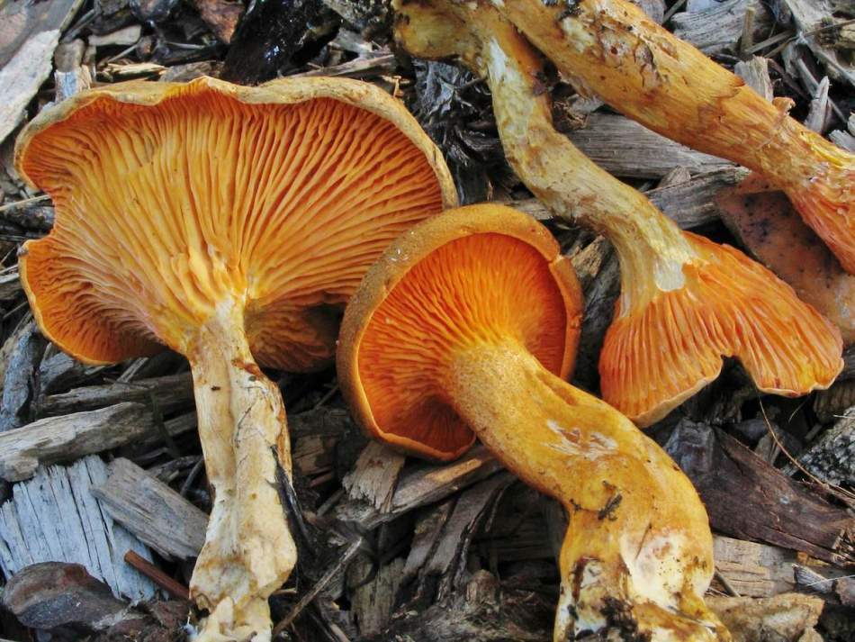 Welke eetbare paddenstoelen groeien in het najaar in het begin en eind september, oktober, november: foto, lijst, namen. Wat zijn de nieuwste eetbare paddenstoelen die je in de herfst in november kunt ontmoeten: foto, lijst, namen