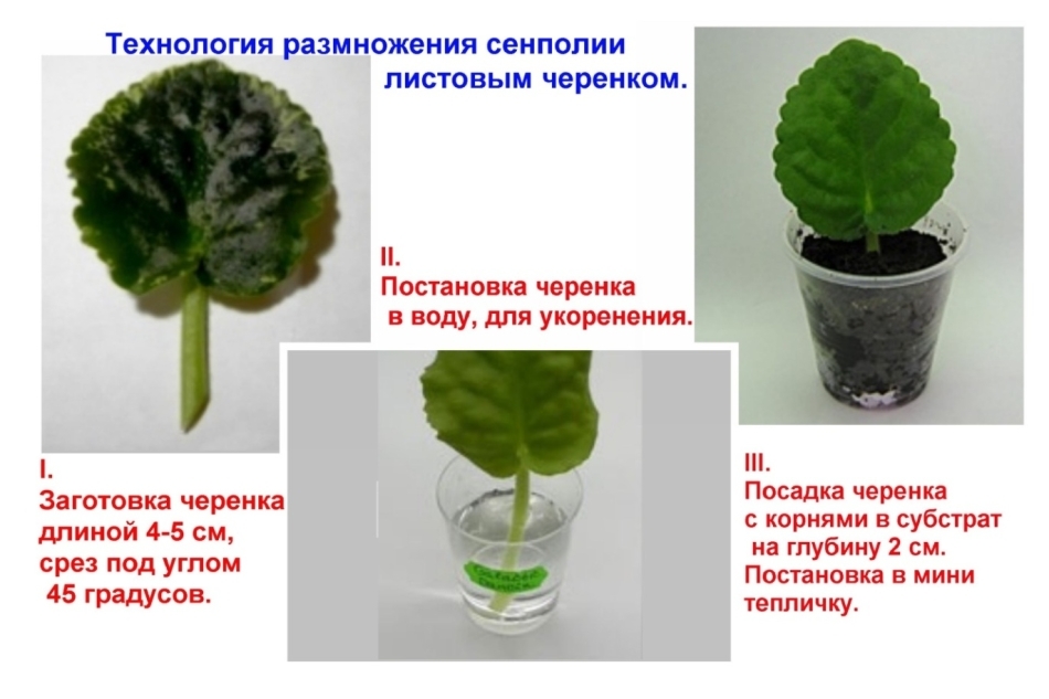 Violets room: planting, transplanting, spring care, summer, autumn, winter, fertilizing and reproduction at home. Diseases of violets with photos and their treatment