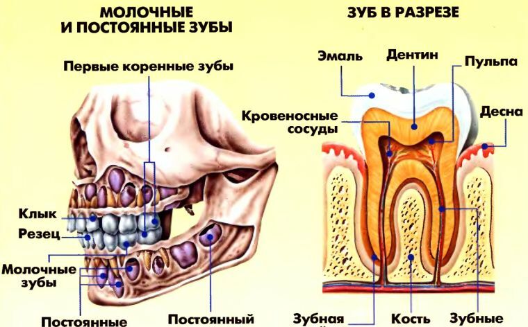 O que você precisa saber sobre os dentes humanos: anatomia, localização e função