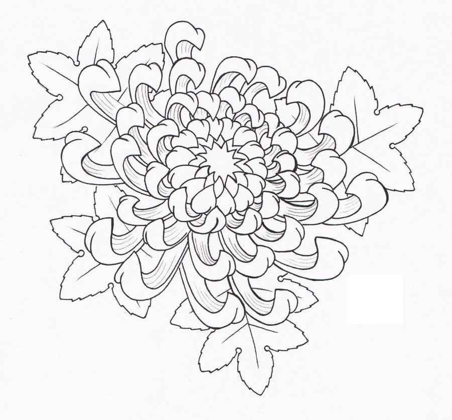 Hoe bloemen in fasen tekenen? Chrysanthemum: tekening in potlood