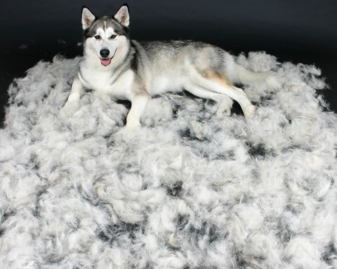 Wanneer werpen honden? Waarom molt de hond in de winter, hoewel hij op straat leeft? Hoe lang duurt de seizoensrui in de lente, zomer en herfst voor honden? De hond ruist constant, het hele jaar door: redenen