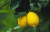 Cytryna( limon cytrusowy)