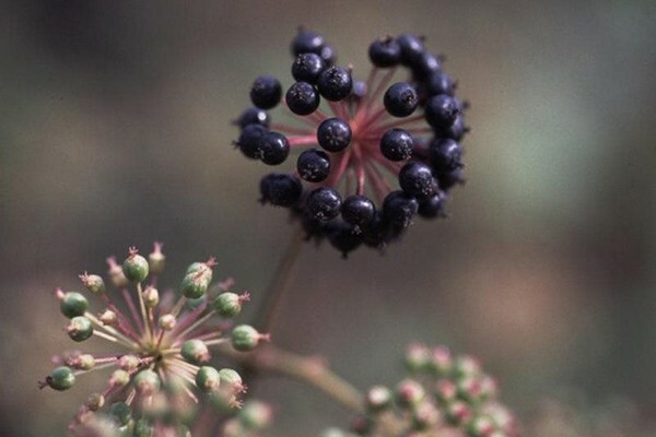 Sifat terapeutik dan penerapan Manchu Aralia dalam pengobatan tradisional