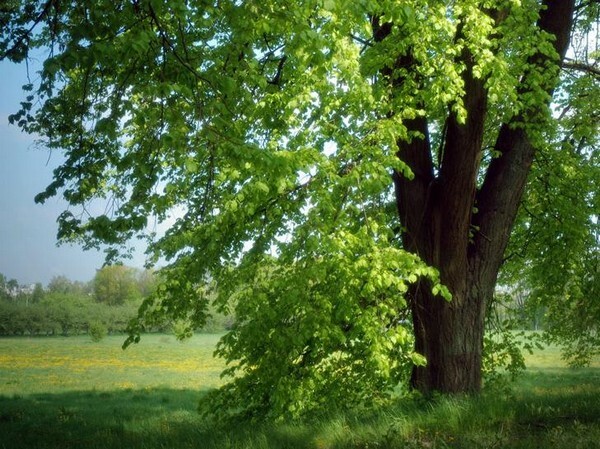 Buat sapu berguna dari linden untuk mandi dan tetap sehat