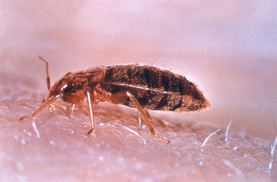 How to pull bedbugs out of an apartment, sofa and clothes at home? How to bring bed bugs out of the apartment forever?