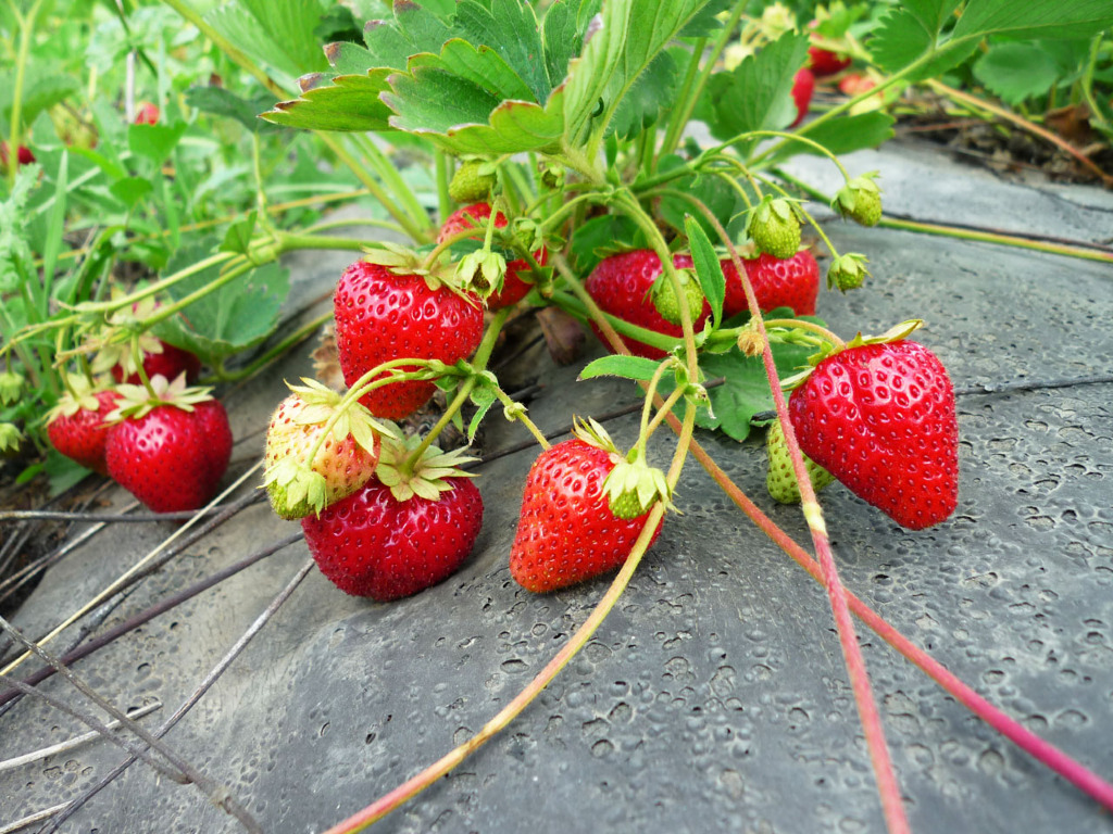 Abdeckmaterial. Um die Erdbeeren besser zu mulchen