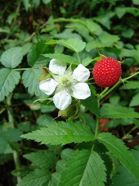 Hibrida raspberry dan stroberi: apakah ini mungkin?