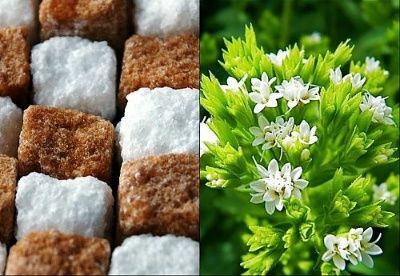 Gula Stevia akan diganti dengan harga diri, Dengan diabetes Anda bisa aman!