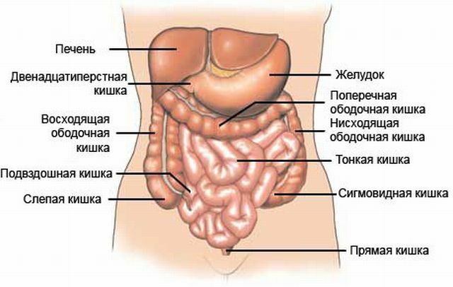 anatomia do intestino