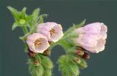 Comfrey officinalis( Symphytum officinale)