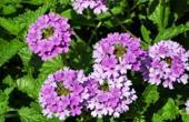 Verbena officinalis( Verbena officinalis)