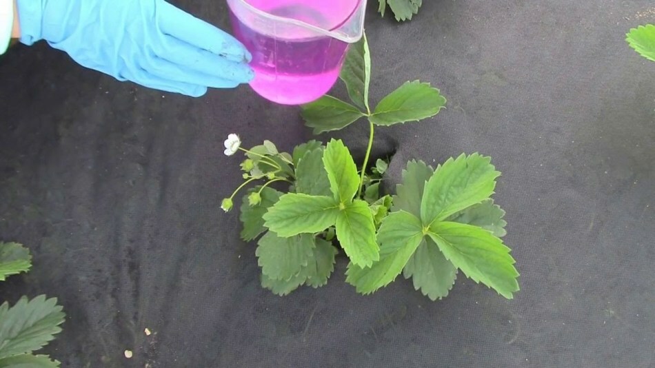 Wat aardbeien te bevruchten in het voorjaar voor een betere oogst? Voeding van aardbeien na de winter in het vroege voorjaar, voor bloei, tijdens de bloei, organische en minerale meststoffen