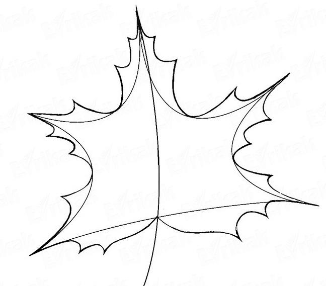  Cara menggambar daun maple  secara bertahap dengan pensil 