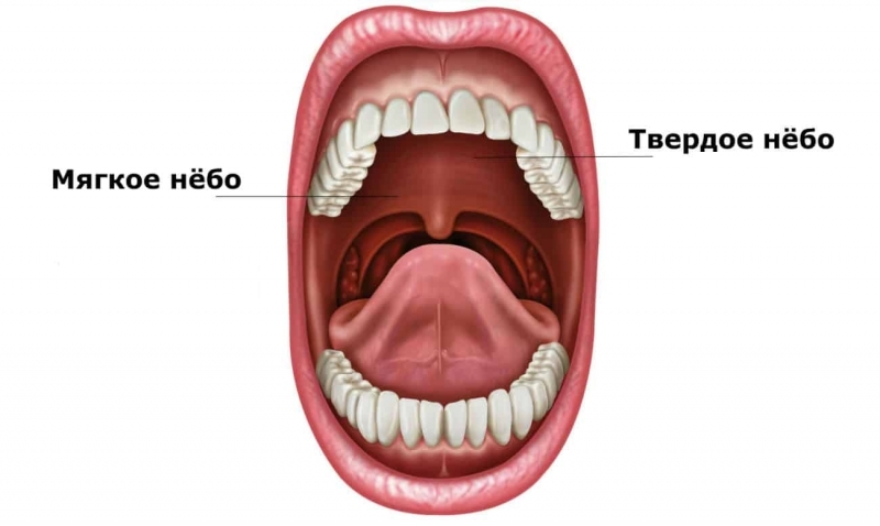 Мягкое и твердое небо фото